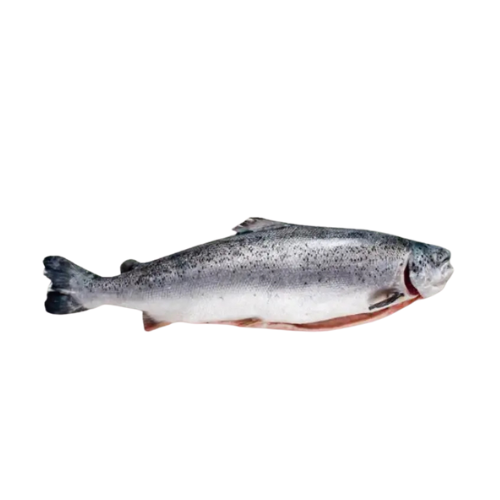 [3103] Frisch Lachs Ganz XL 5/6 ca. 20-25kg Kiste - je kg